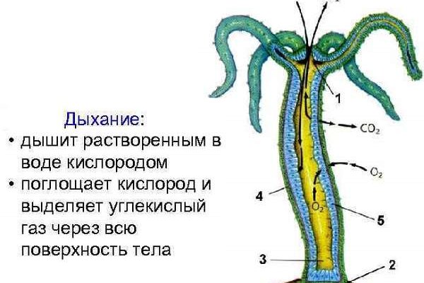 Рабочая ссылка на кракен